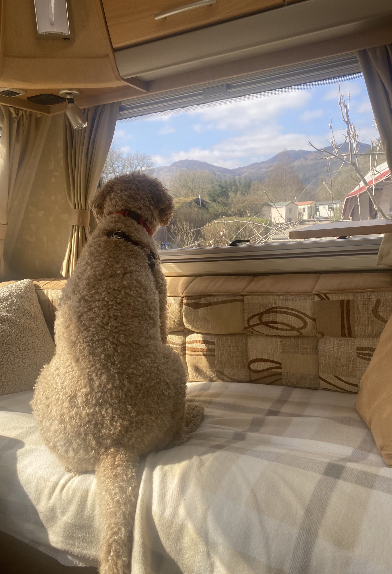 Dog by a window